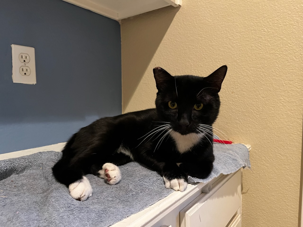 Enlarge Eugene, a Adopted Tuxedo in Long Beach, CA image 1/2