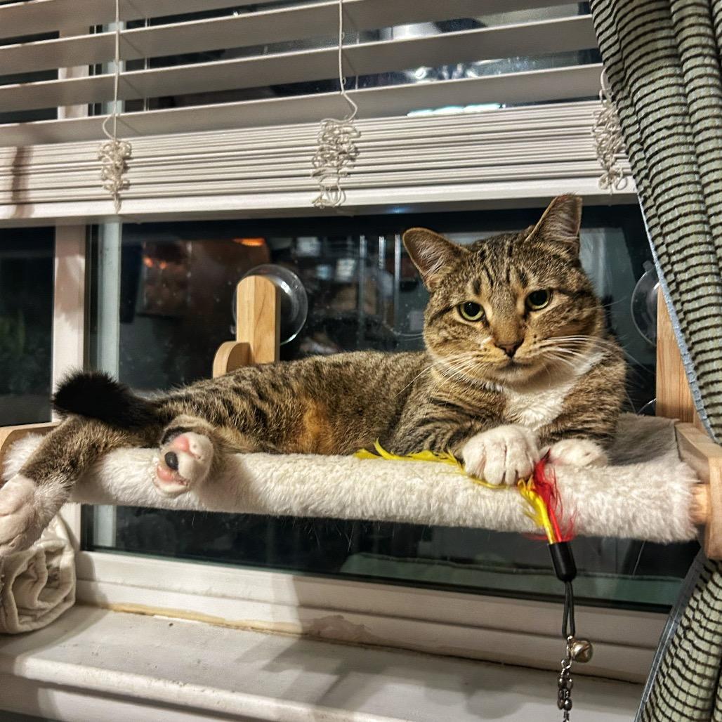 Maxine, Adoptable, Adult Female Domestic Short Hair.