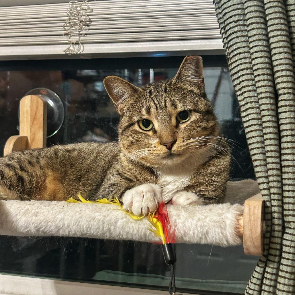 Enlarge Maxine, a Adoptable Domestic Short Hair in Plano, TX image 1/6