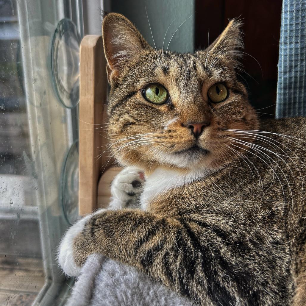 Enlarge Maxine, a Adoptable Domestic Short Hair in Plano, TX image 2/6