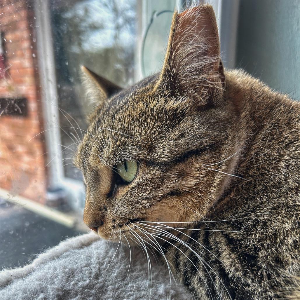 Enlarge Maxine, a Adoptable Domestic Short Hair in Plano, TX image 3/6