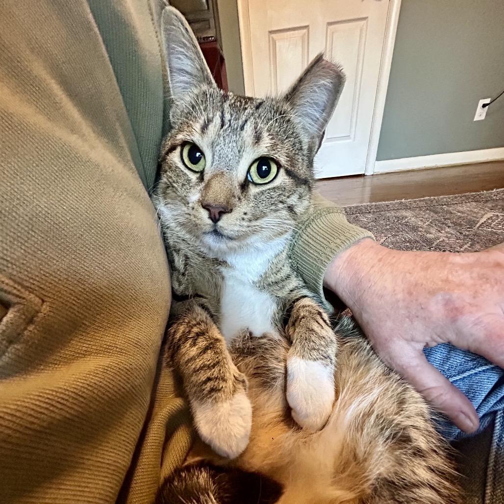 Maxine, a Adoptable Domestic Short Hair in Plano, TX image 4/6