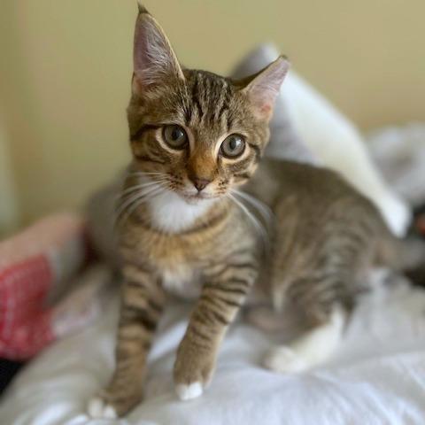 Enlarge Ethos, a Adoptable mixed breed in Woodinville, WA image 1/3