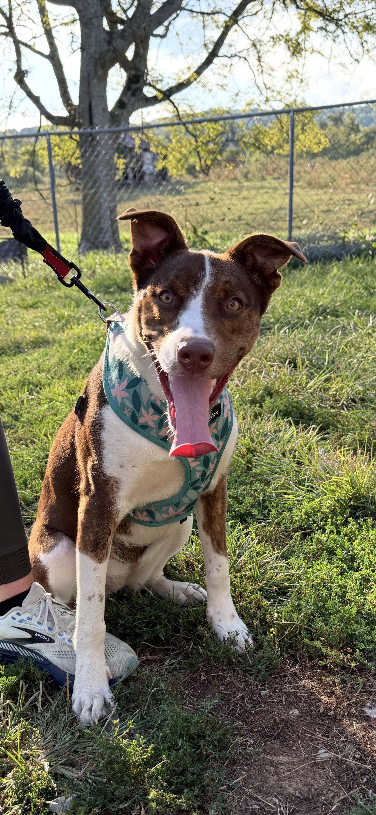 Lillian Lucky to be here, Adoptable, Young Female Australian Shepherd.