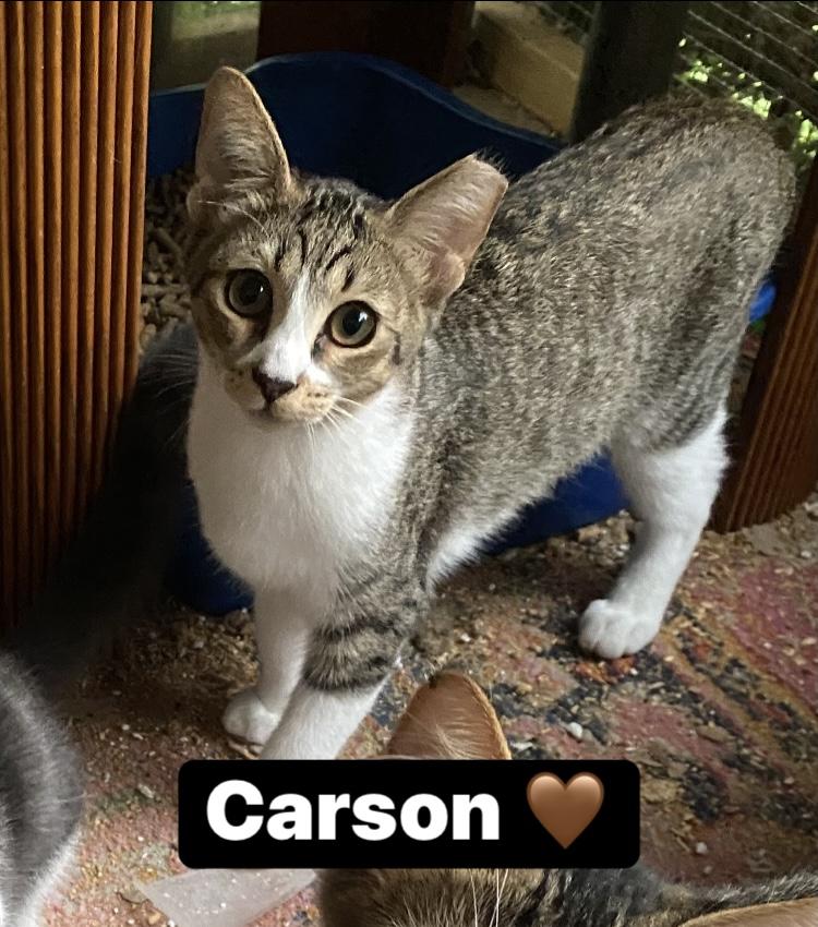 Enlarge Carson, a Adoptable Domestic Short Hair in Noble, OK image 2/2