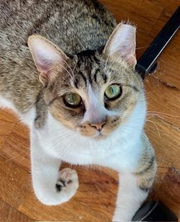 Enlarge Carson, a Adoptable Domestic Short Hair in Noble, OK image 1/2