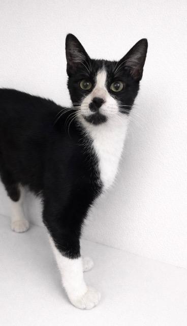 Tonka, ADOPTABLE, Young Male Domestic Short Hair.