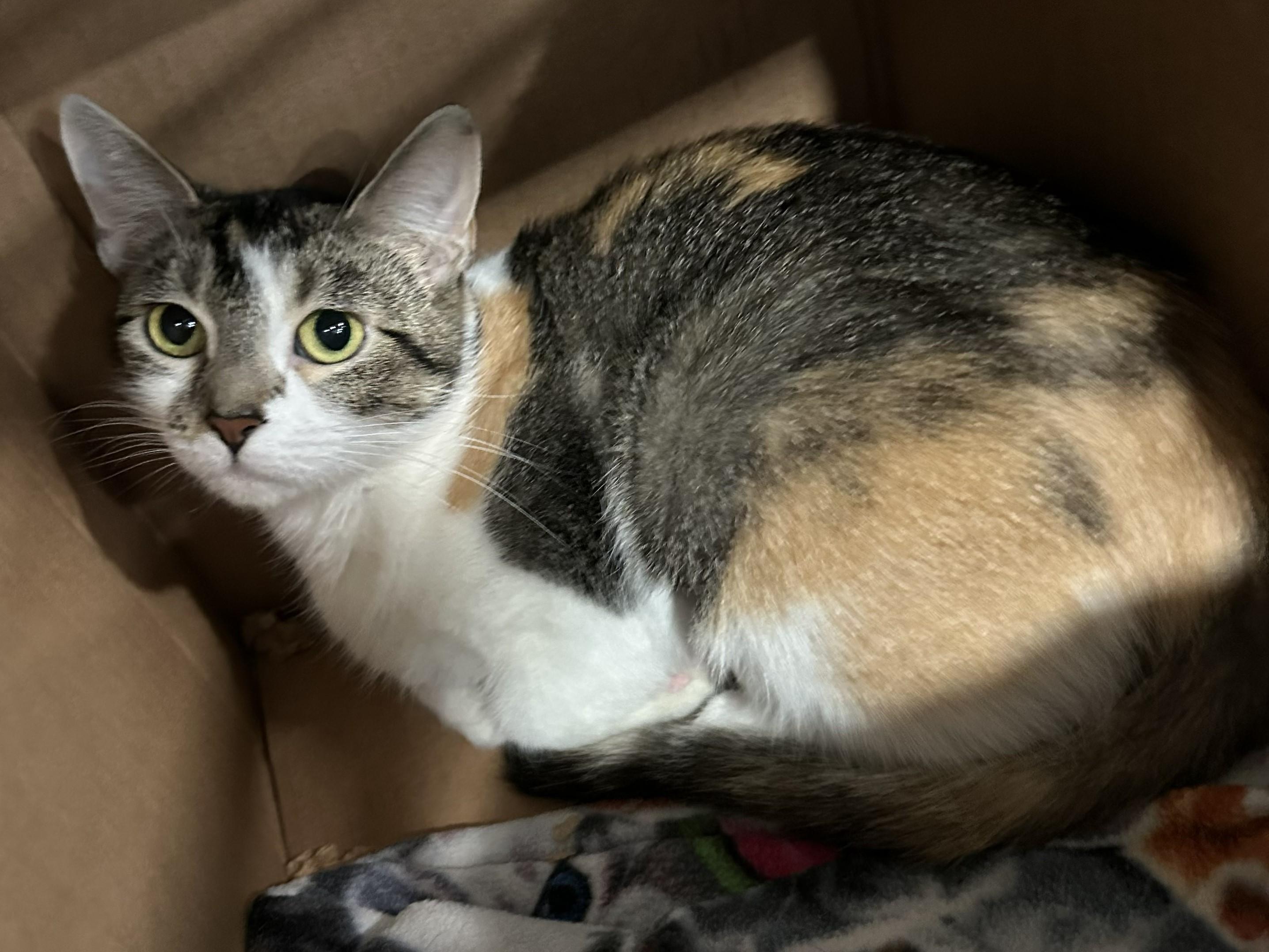 Camo, adopted, Young Female Domestic Short Hair.