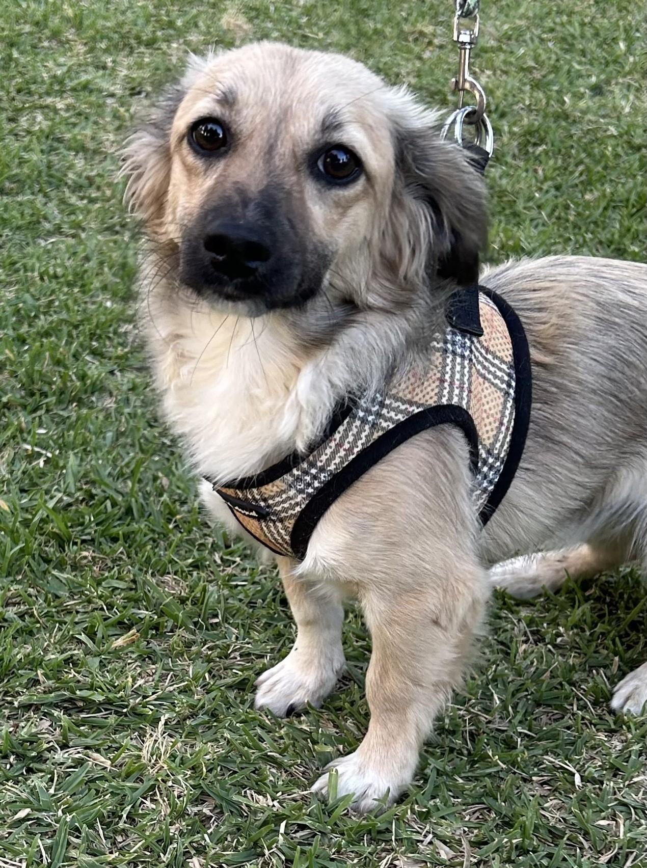 MAX, adopted, Young Male Tibetan Spaniel.