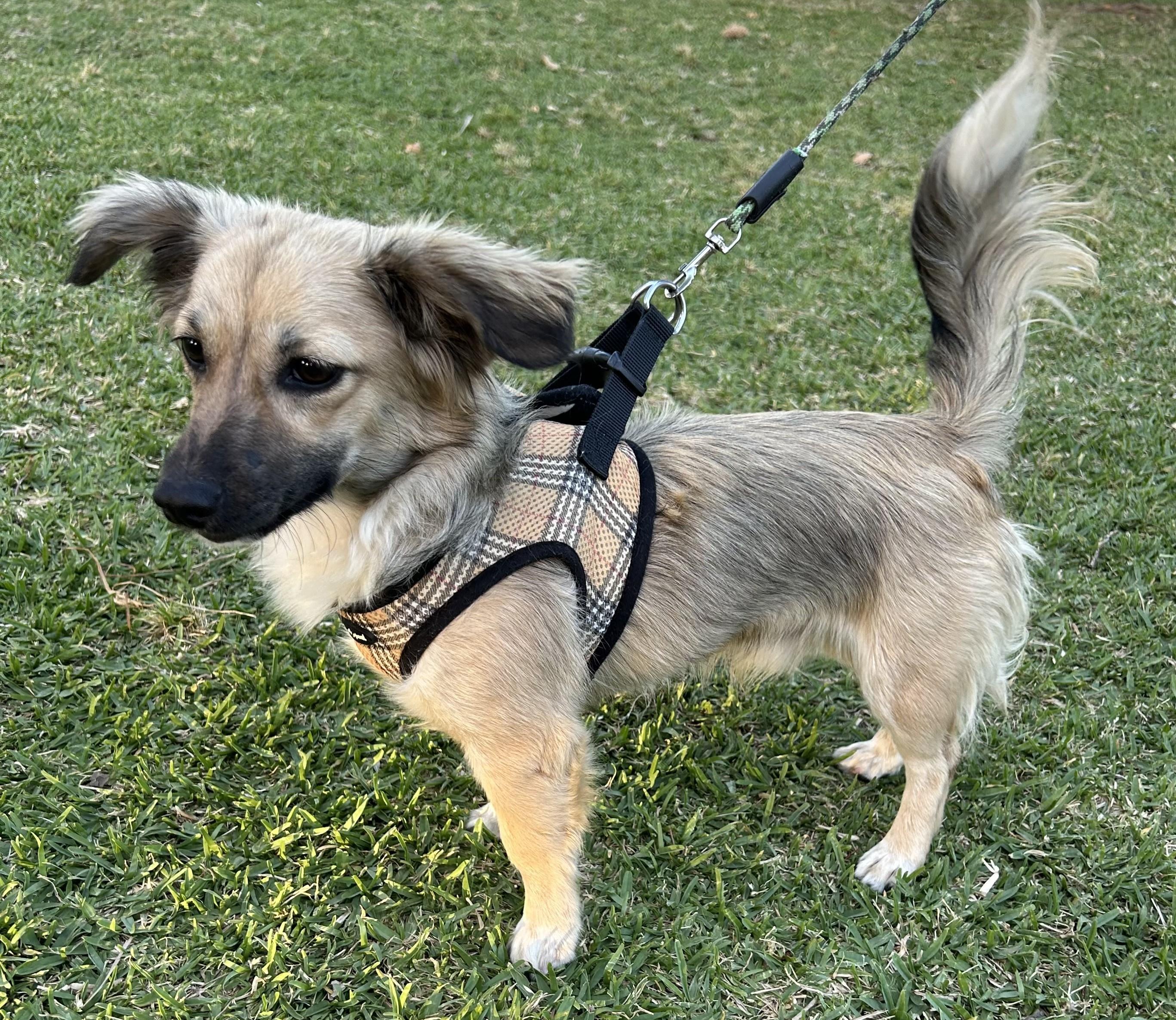 Enlarge MAX, an adopted mixed breed in Bell Gardens, CA image 2/6