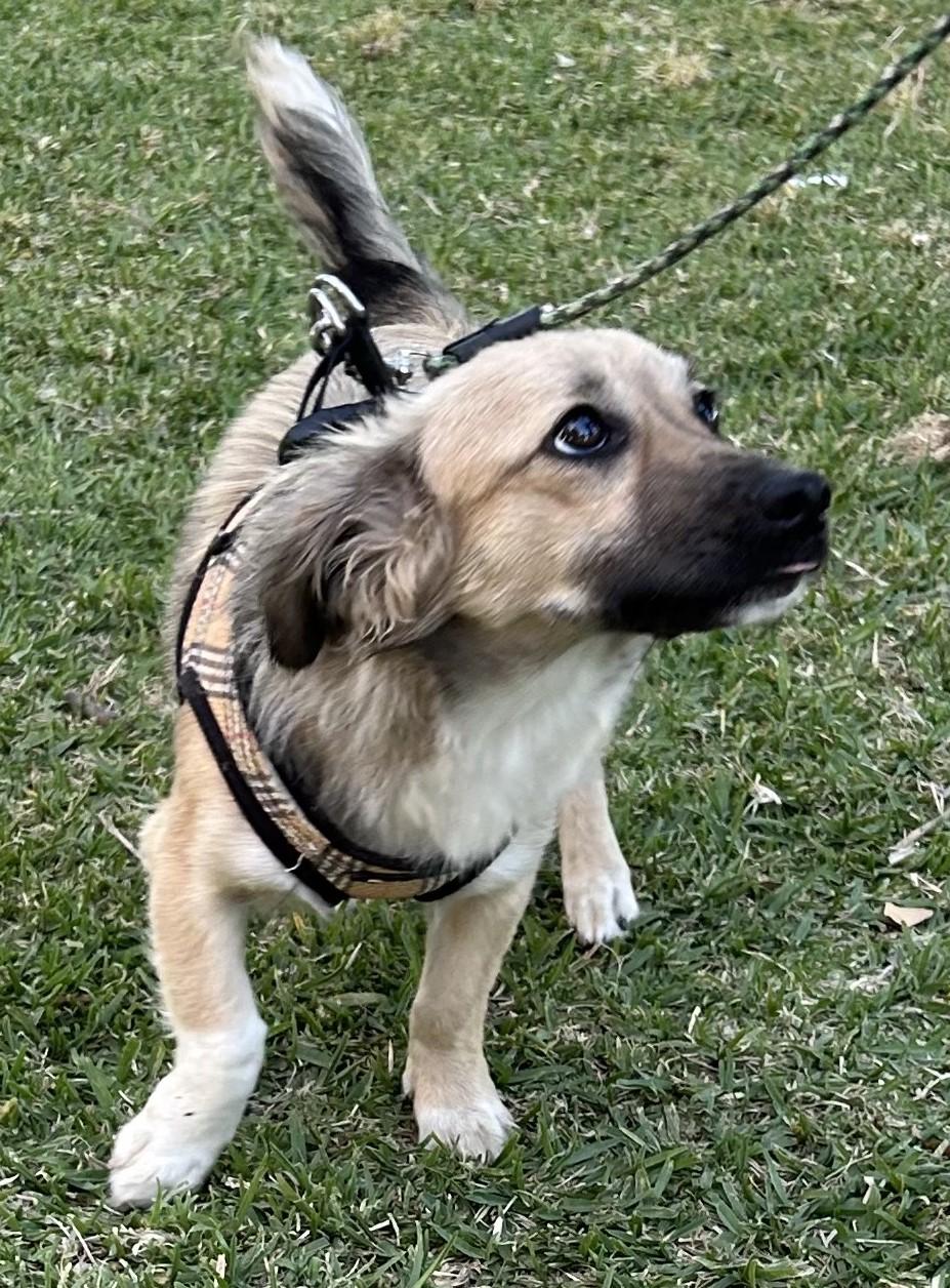 Enlarge MAX, an adopted mixed breed in Bell Gardens, CA image 4/6