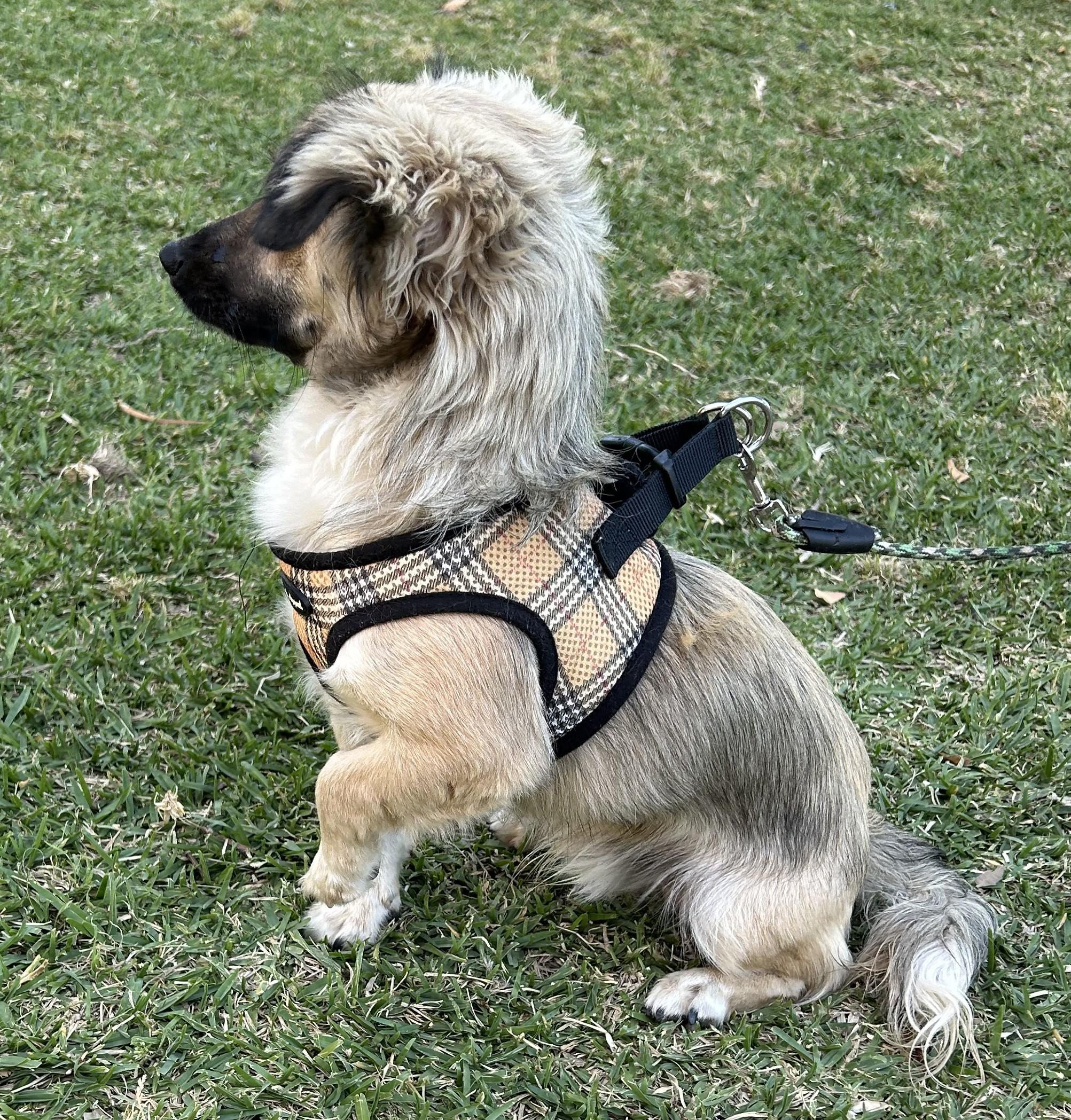 Enlarge MAX, an adopted mixed breed in Bell Gardens, CA image 3/6
