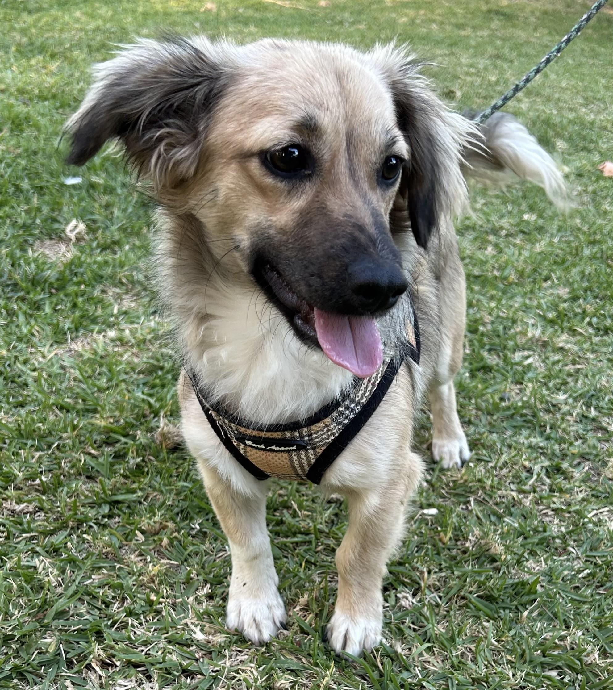 Enlarge MAX, an adopted mixed breed in Bell Gardens, CA image 6/6