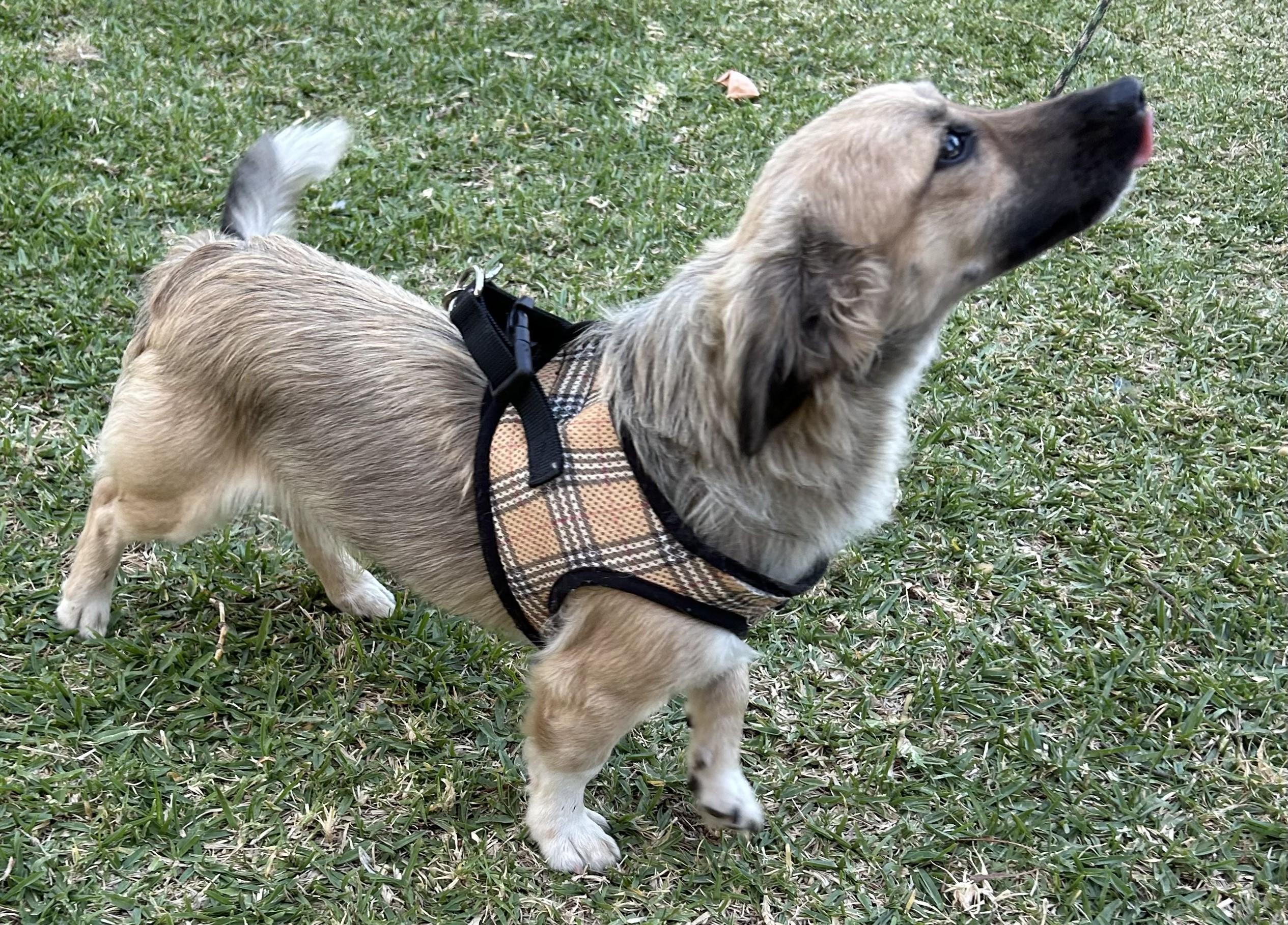 Enlarge MAX, an adopted mixed breed in Bell Gardens, CA image 5/6