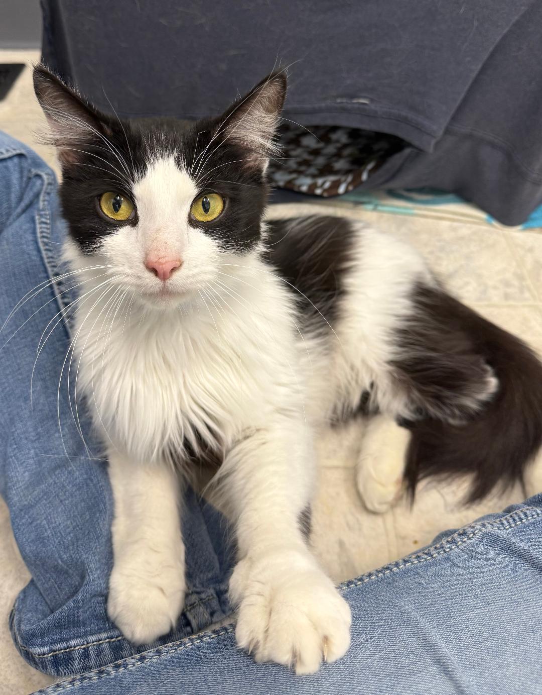 Edwardo, ADOPTABLE, Adult Male Domestic Medium Hair.