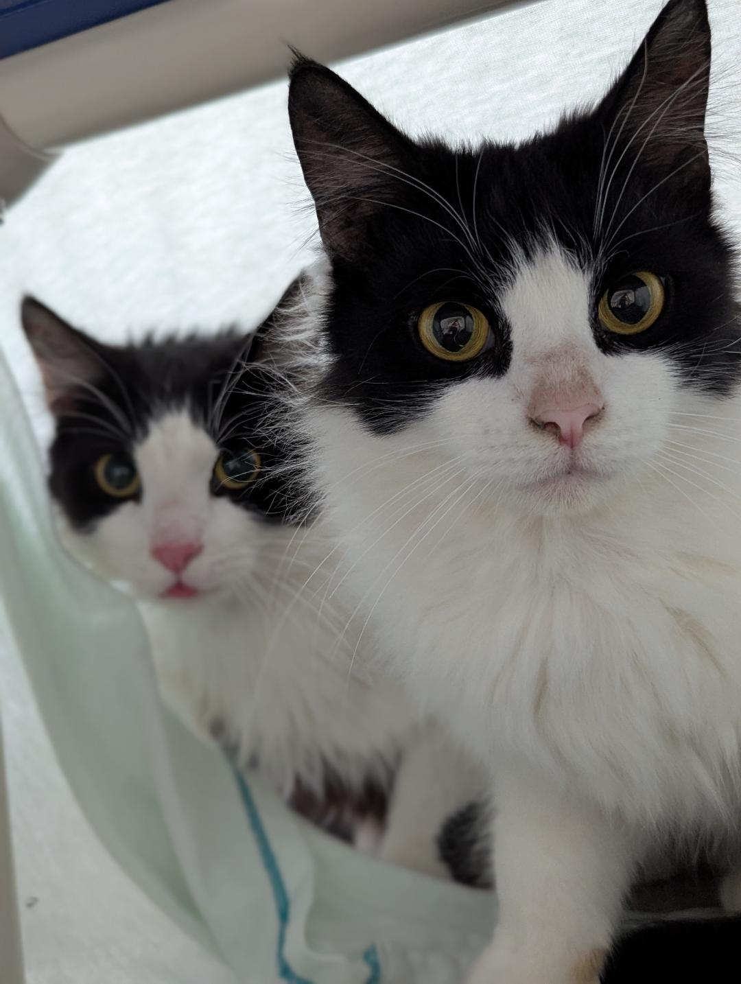 Edwardo, a ADOPTABLE Domestic Medium Hair in Mount Vernon, OH image 3/3