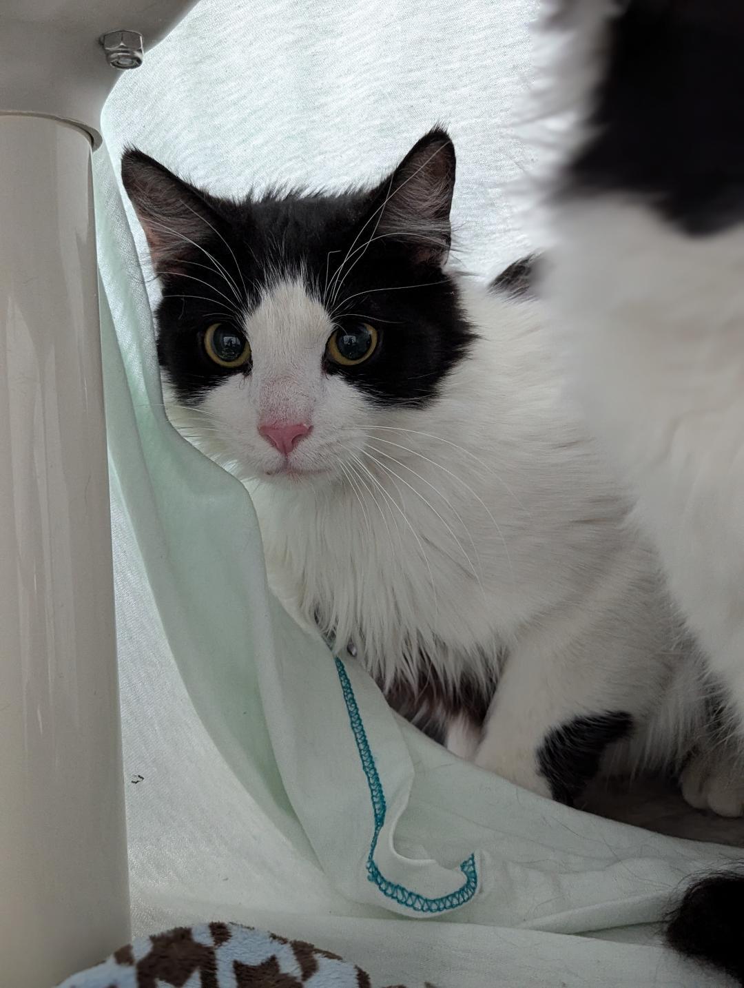 Edwardo, a ADOPTABLE Domestic Medium Hair in Mount Vernon, OH image 2/3