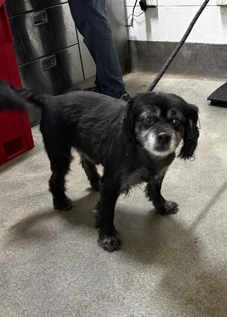 AVERY, Adoptable, Senior Male Pomeranian & Mixed Breed.