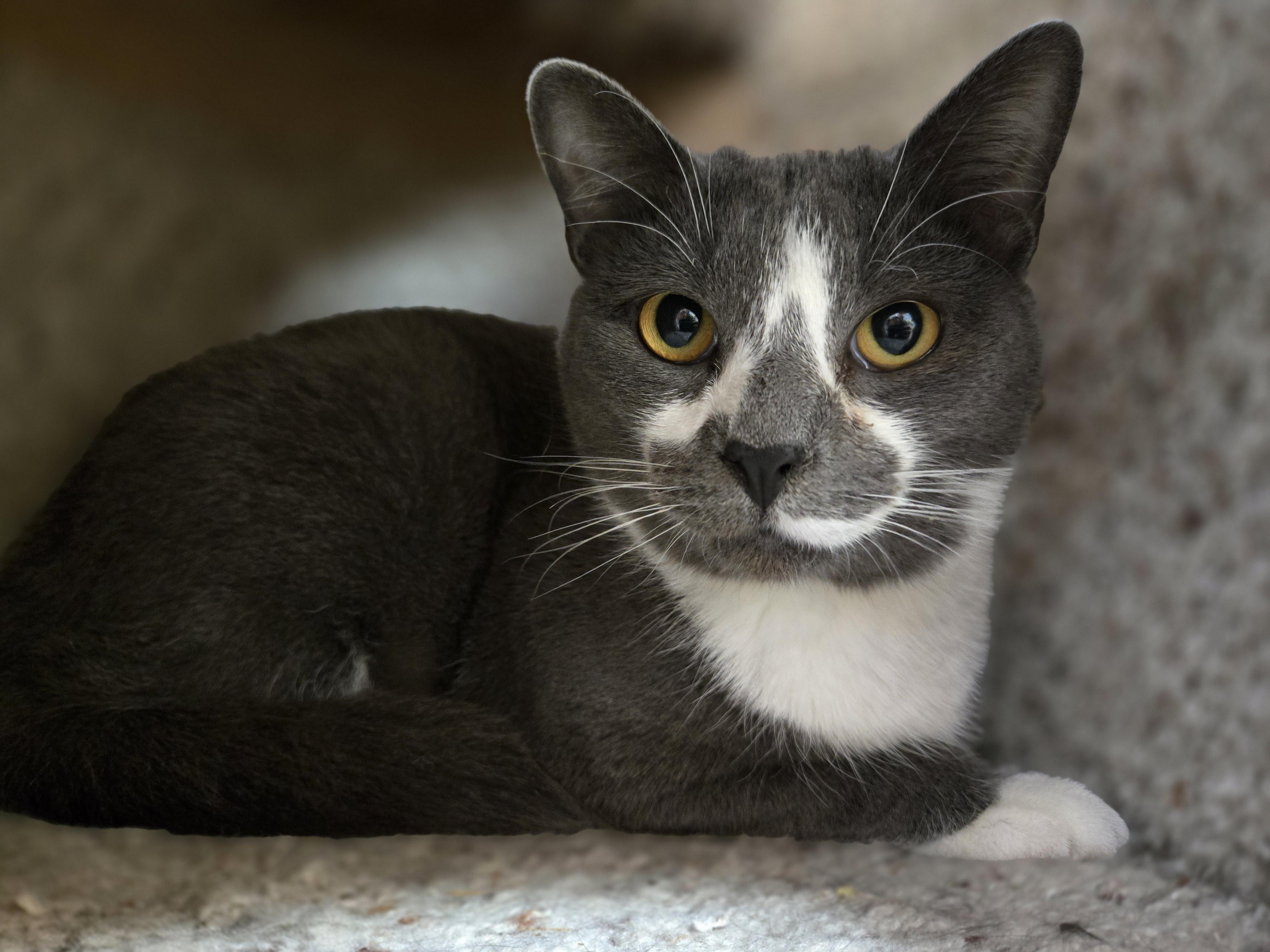 Everest , ADOPTABLE, Adult Male Domestic Short Hair.
