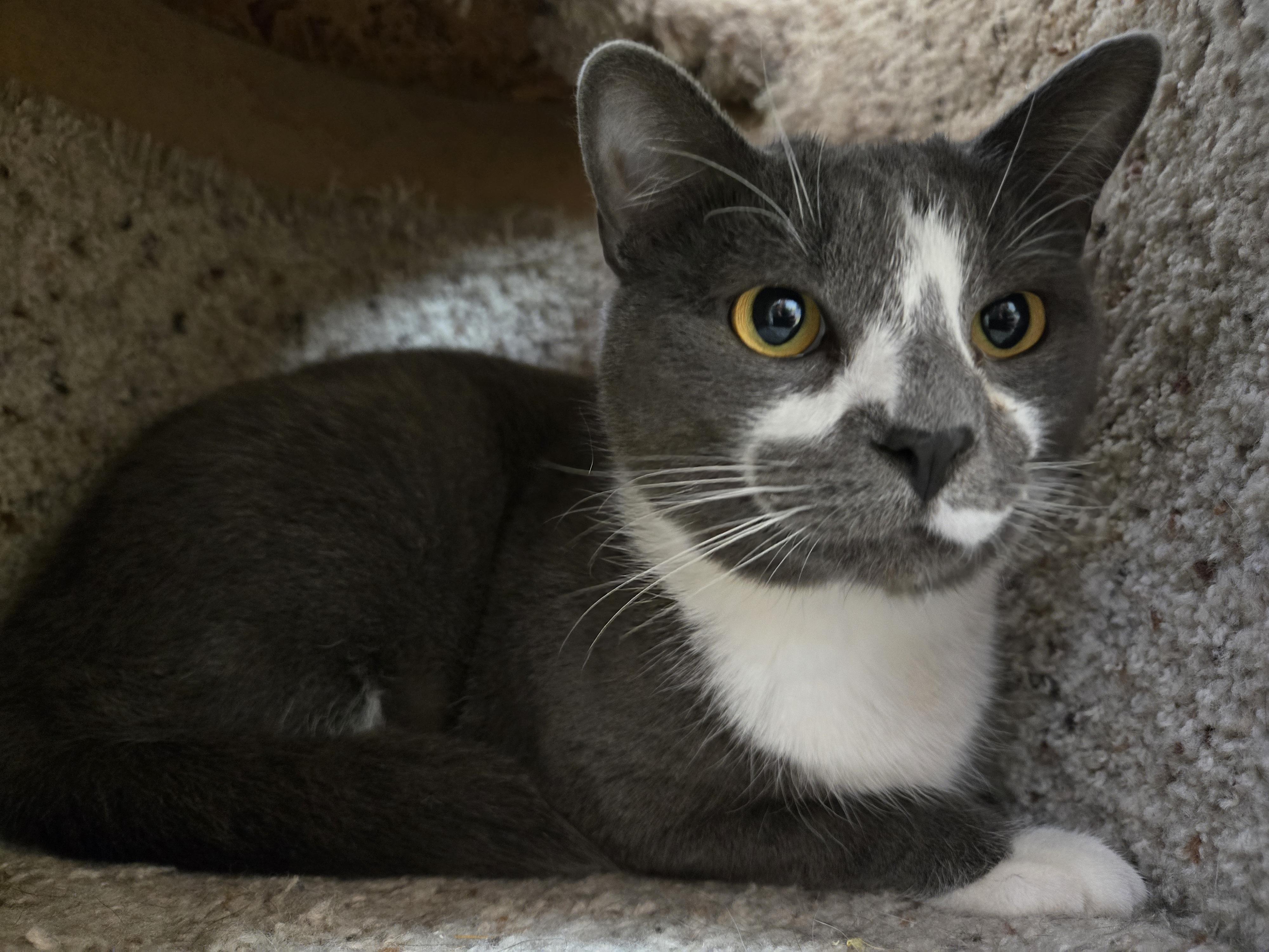 Enlarge Everest , a ADOPTABLE Domestic Short Hair in Paris, ME image 2/2