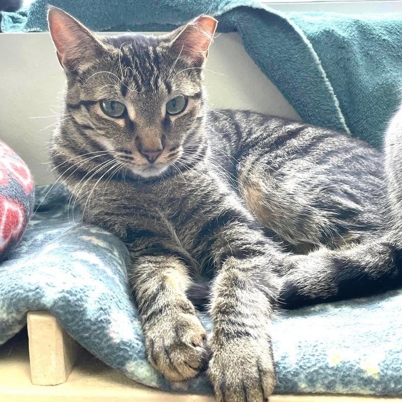 Chris, a Adoptable Domestic Short Hair in Grand Rapids, MI image 2/6