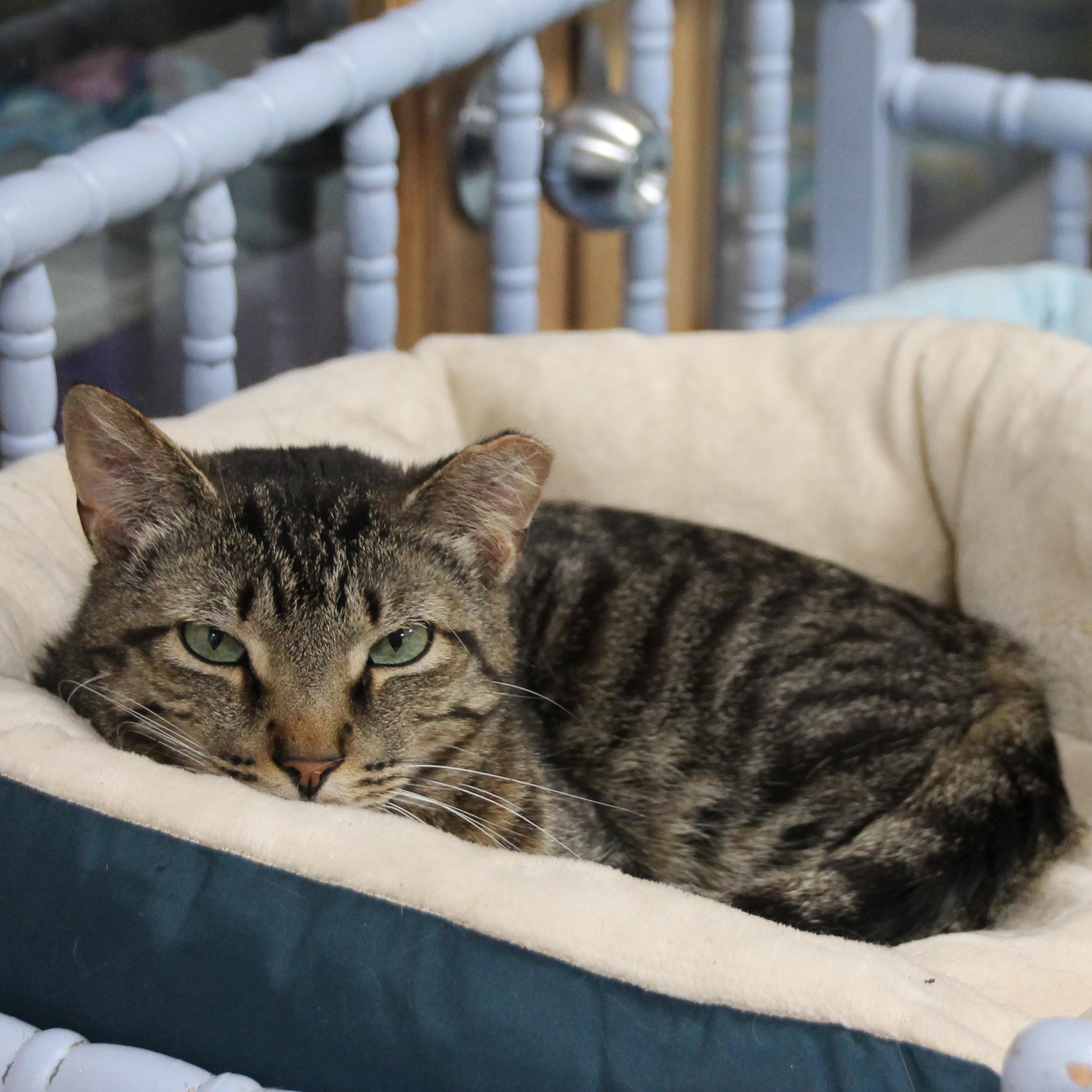 Chris, a Adoptable Domestic Short Hair in Grand Rapids, MI image 6/6