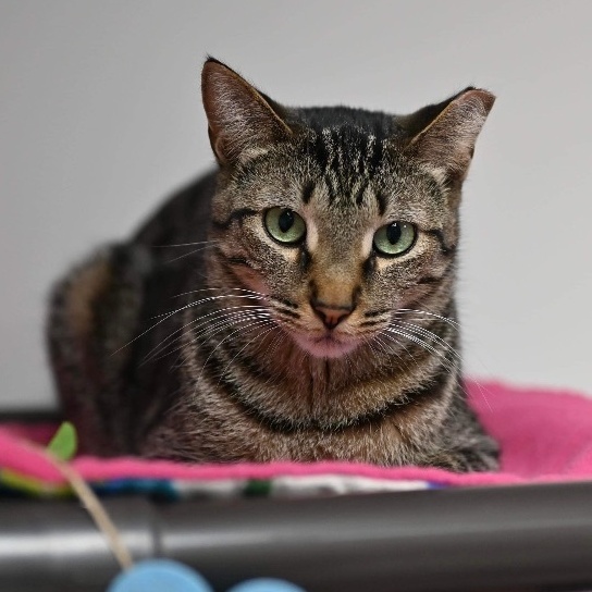 Chris, a Adoptable Domestic Short Hair in Grand Rapids, MI image 5/6