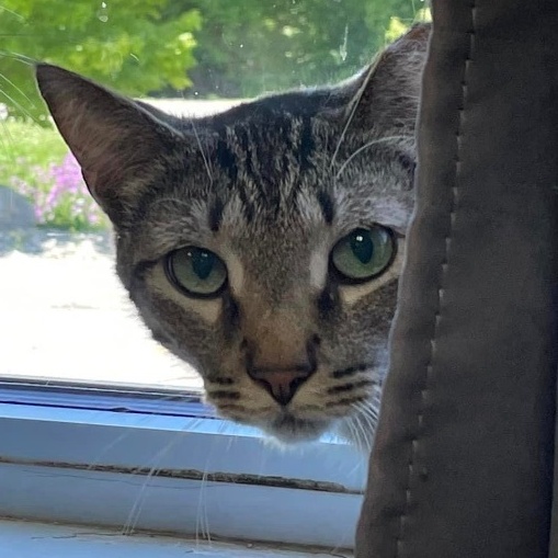 Chris, an adoptable Domestic Short Hair in Grand Rapids, MI, 49509 | Photo Image 4