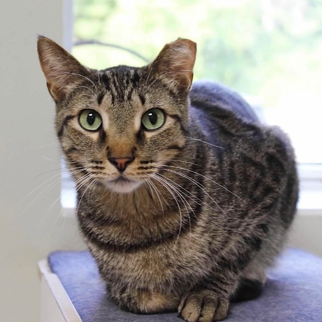 Chris, a Adoptable Domestic Short Hair in Grand Rapids, MI image 1/6