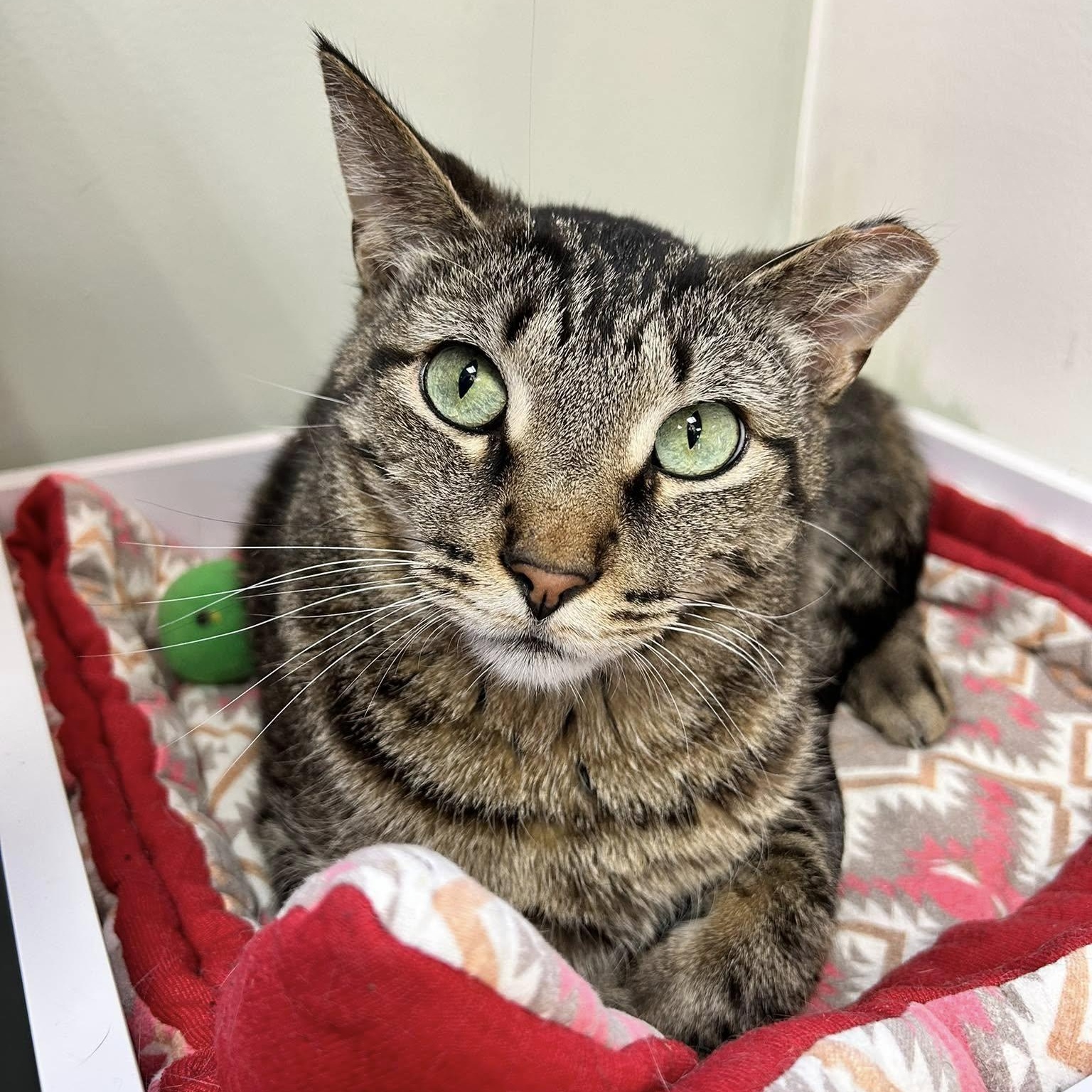 Chris, an adoptable Domestic Short Hair in Grand Rapids, MI, 49509 | Photo Image 3