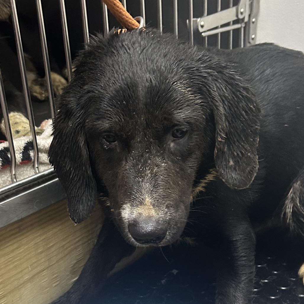 Enlarge Jax, a Adoptable mixed breed in Parrish, AL image 1/6