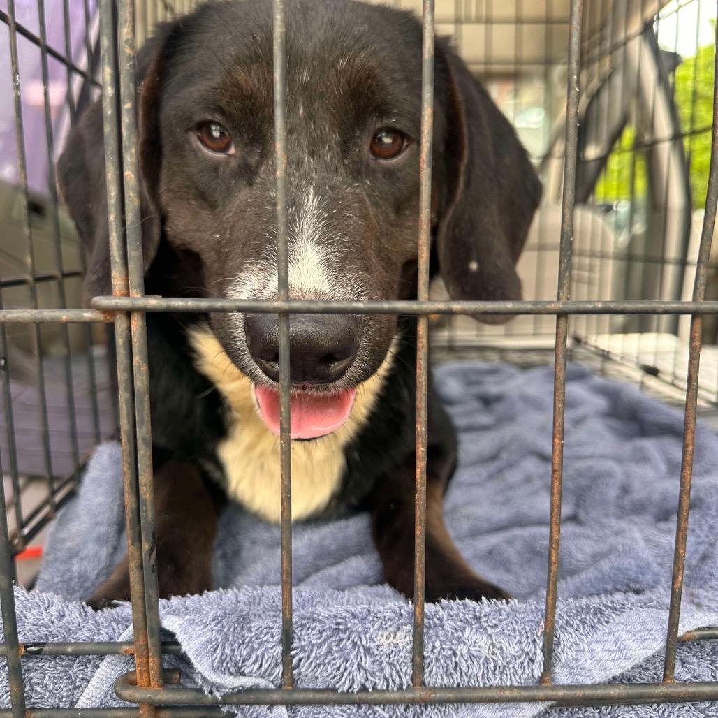 Enlarge Jax, a Adoptable mixed breed in Parrish, AL image 2/6