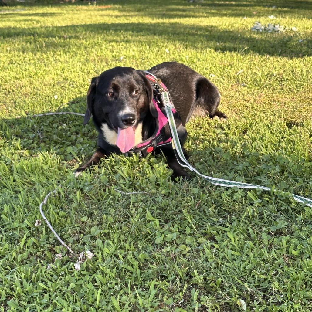 Enlarge Jax, a Adoptable mixed breed in Parrish, AL image 4/6