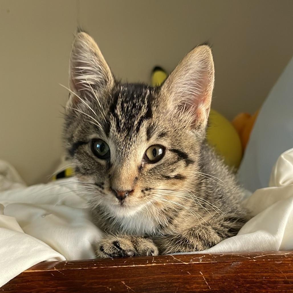 Enlarge Jax, a Adoptable Domestic Short Hair in Rochester, MN image 1/1