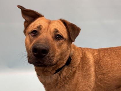 Enlarge Jordi, a Adoptable mixed breed in Golden Valley, MN image 1/3