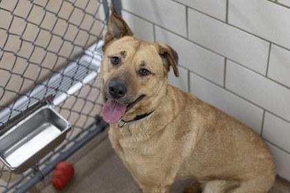 Enlarge Jordi, a Adoptable mixed breed in Golden Valley, MN image 2/3