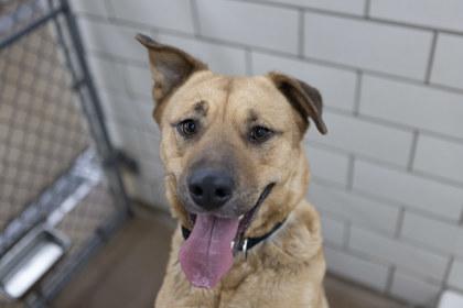 Enlarge Jordi, a Adoptable mixed breed in Golden Valley, MN image 3/3