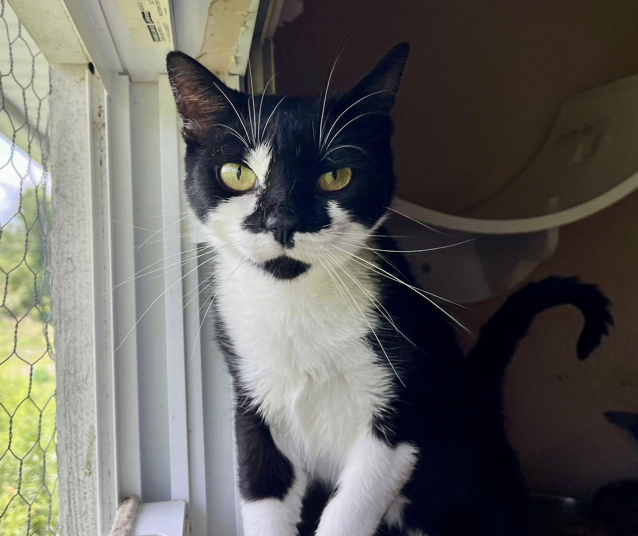 Enlarge Beanie Baby, a ADOPTABLE Domestic Short Hair in Elkland, PA image 1/4