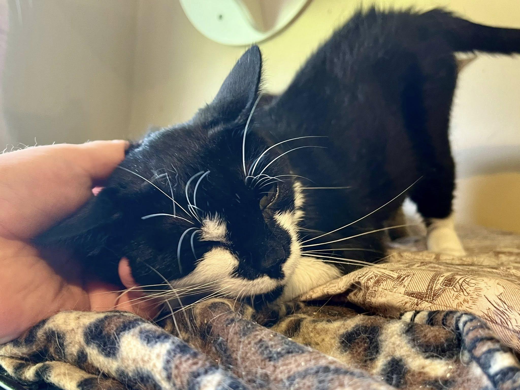 Enlarge Beanie Baby, a ADOPTABLE Domestic Short Hair in Elkland, PA image 2/4