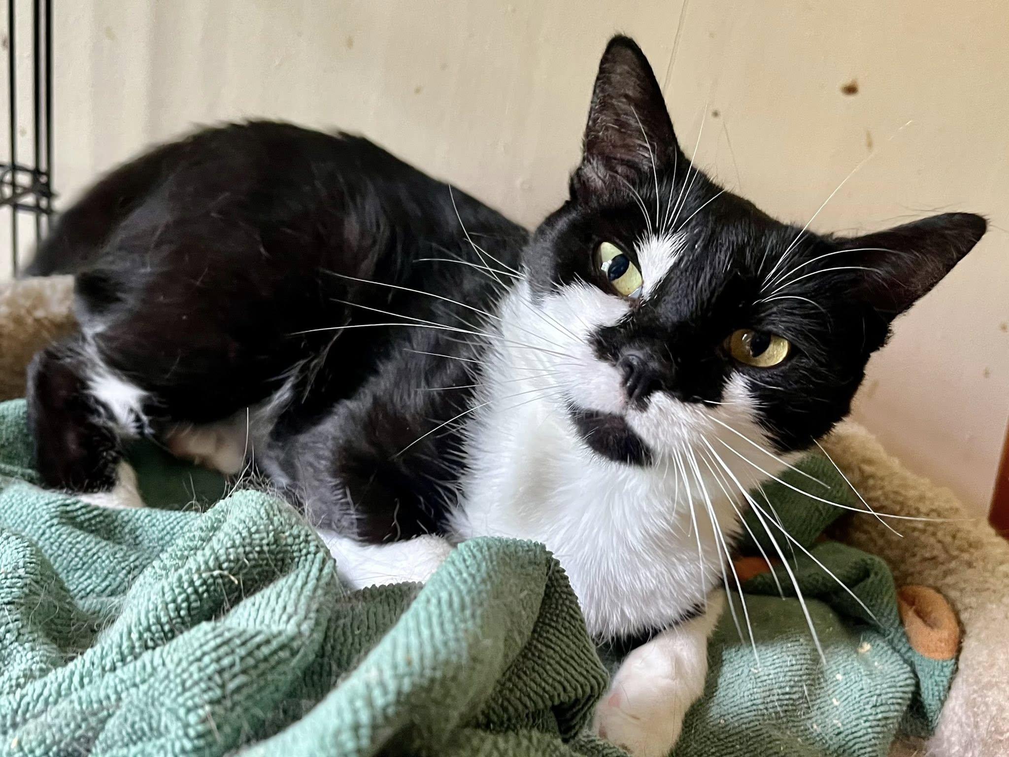 Enlarge Beanie Baby, a ADOPTABLE Domestic Short Hair in Elkland, PA image 3/4