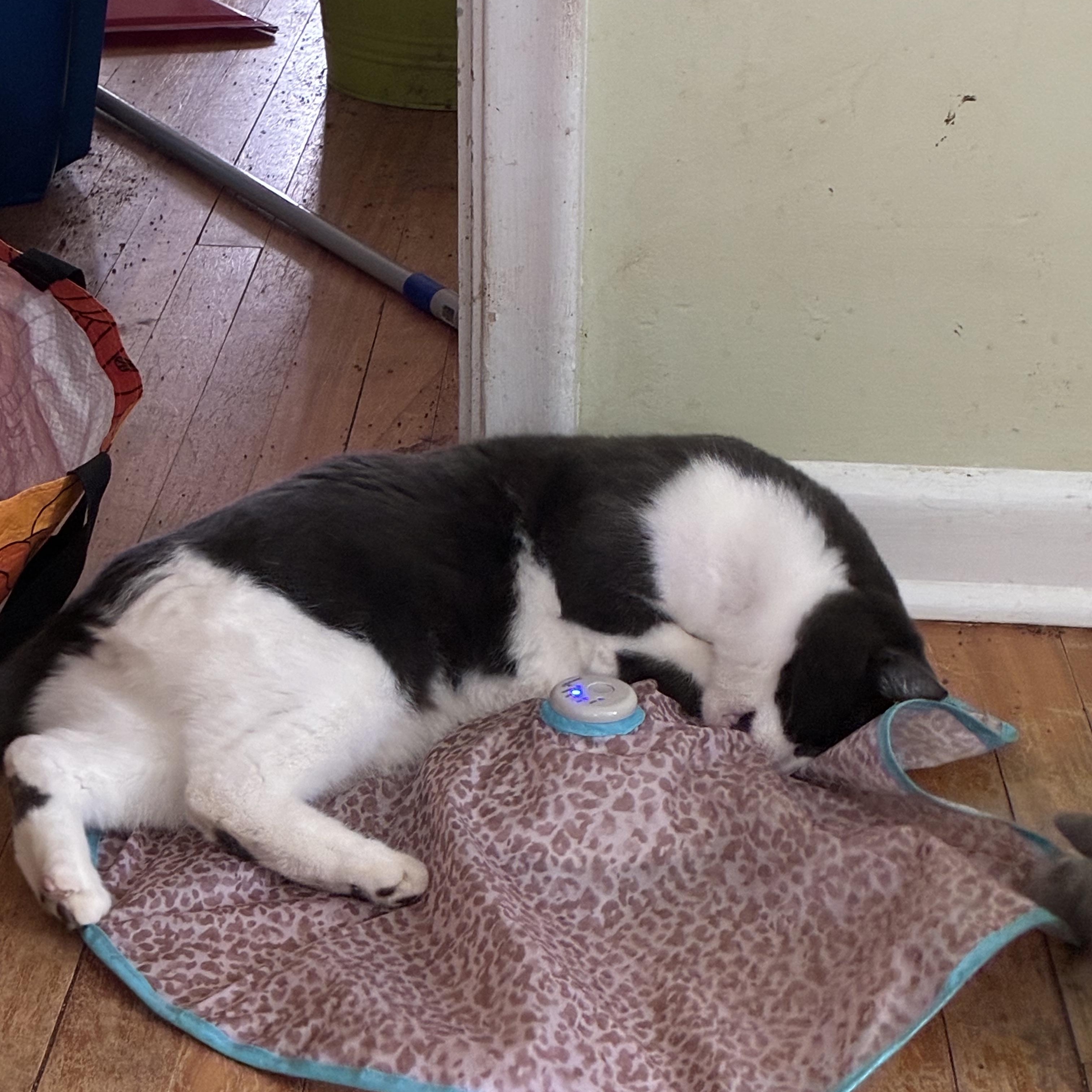 Enlarge Tango, a Adoptable Domestic Short Hair in Ottawa, ON image 5/6