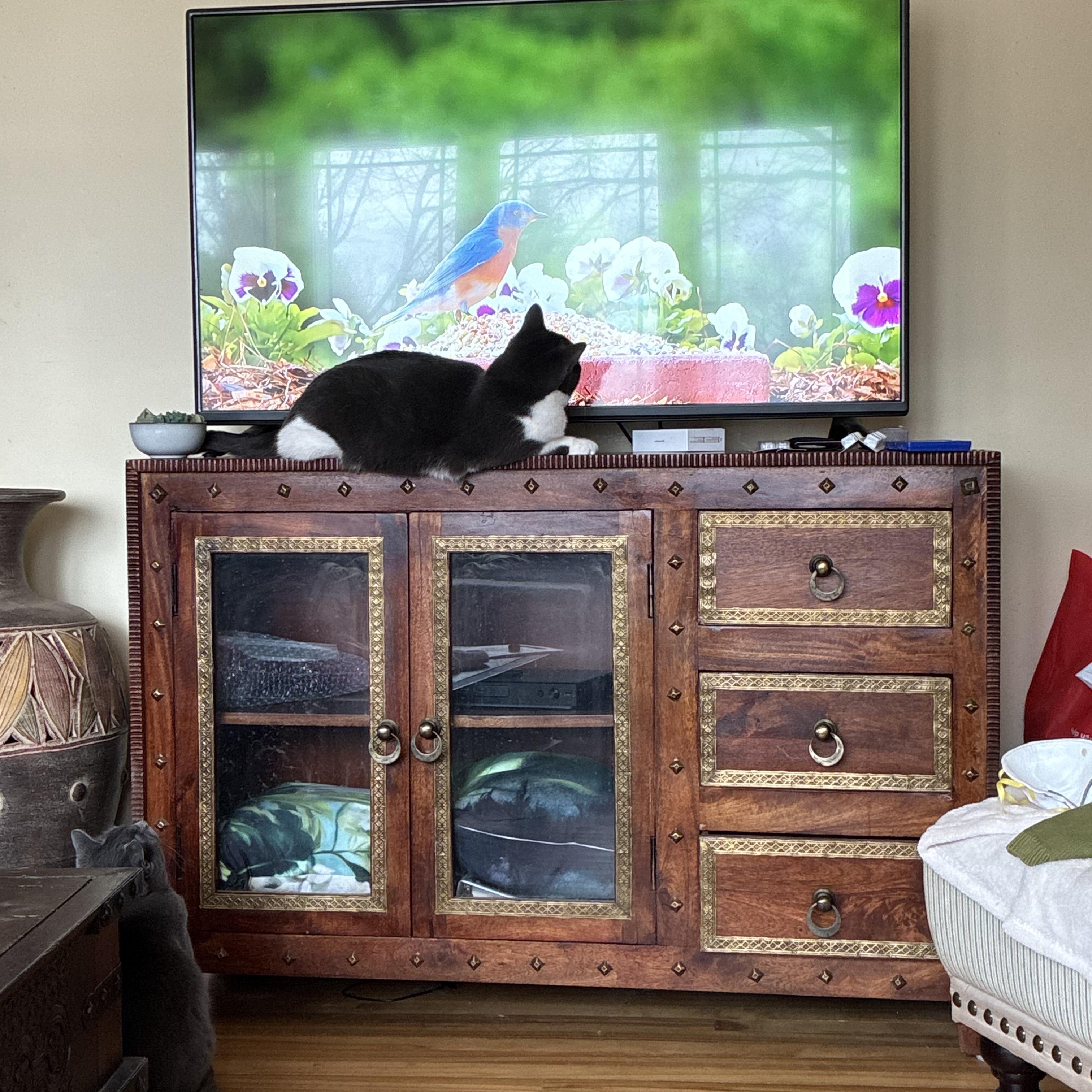 Enlarge Tango, a Adoptable Domestic Short Hair in Ottawa, ON image 4/6