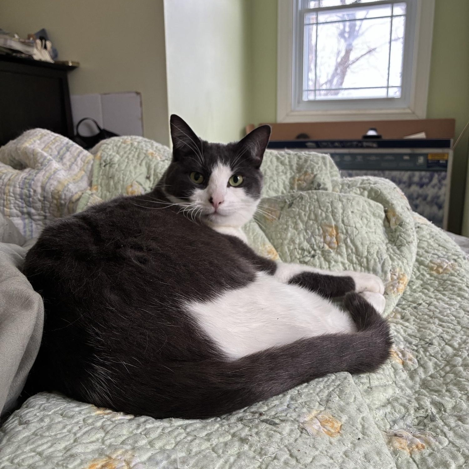 Enlarge Tango, a Adoptable Domestic Short Hair in Ottawa, ON image 3/6