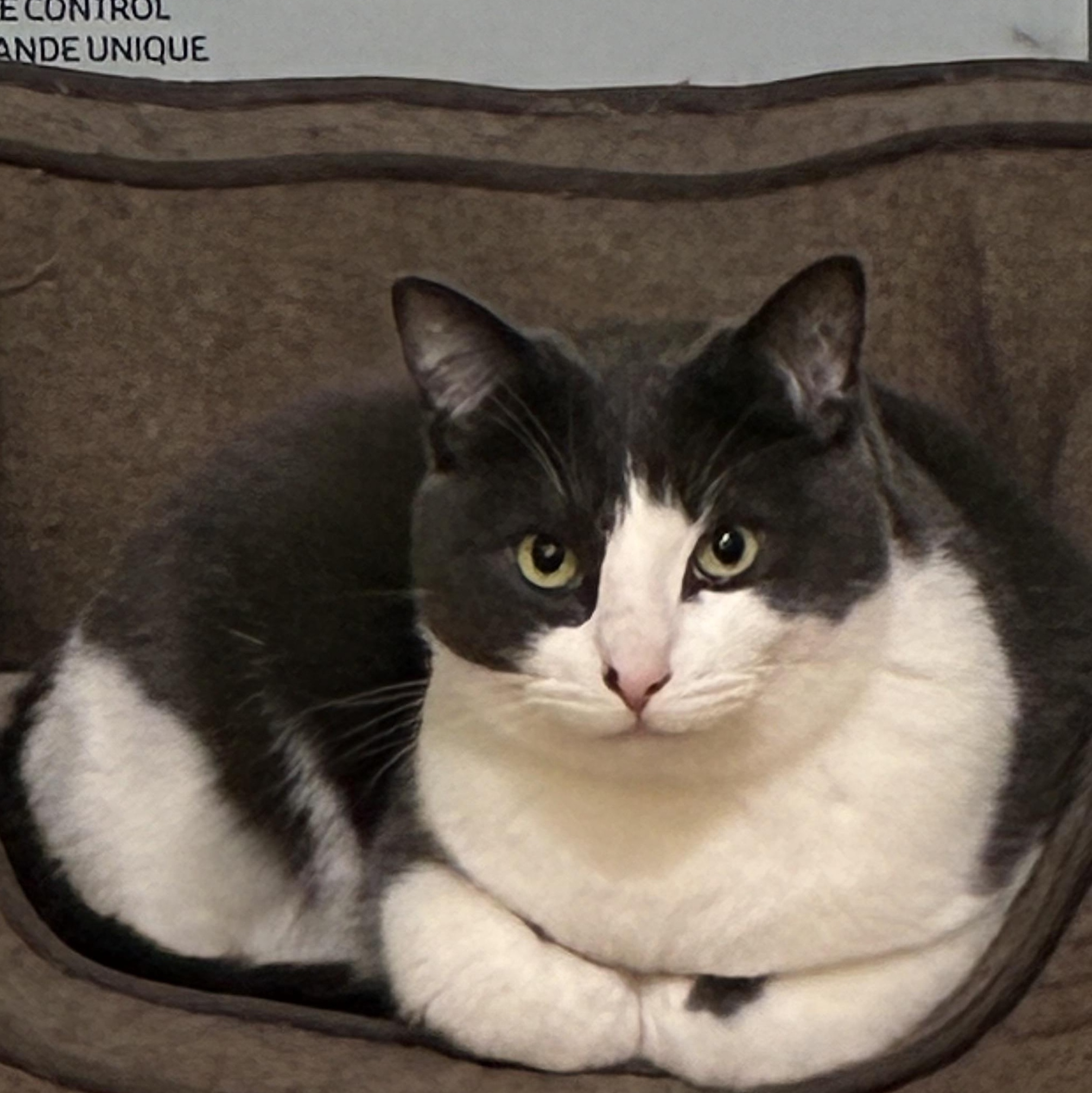 Tango, Adoptable, Adult Male Domestic Short Hair.