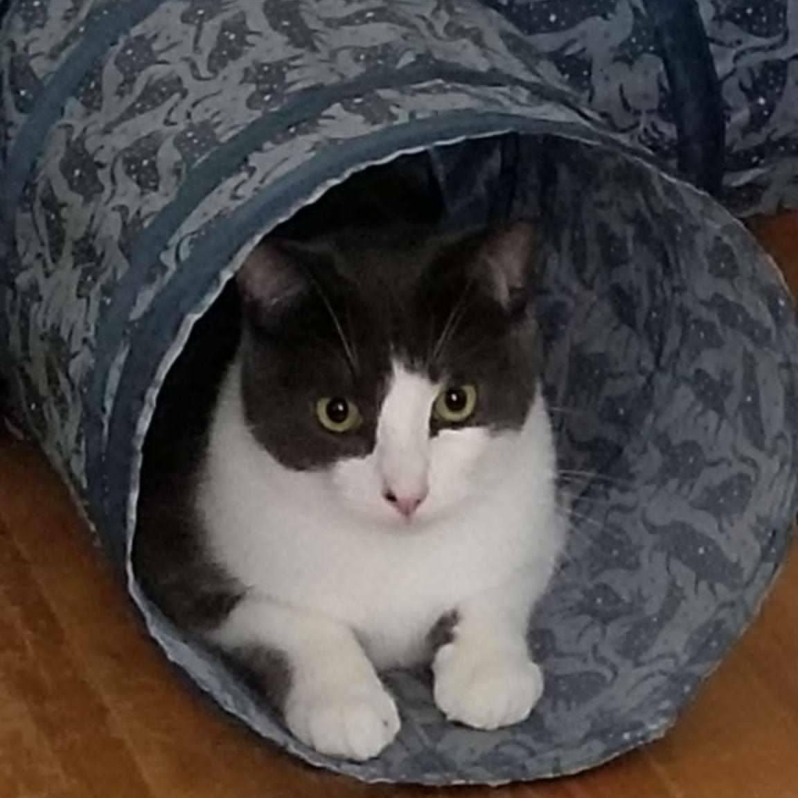 Tango, an adoptable Domestic Short Hair in Ottawa, ON, K2H 7A3 | Photo Image 2