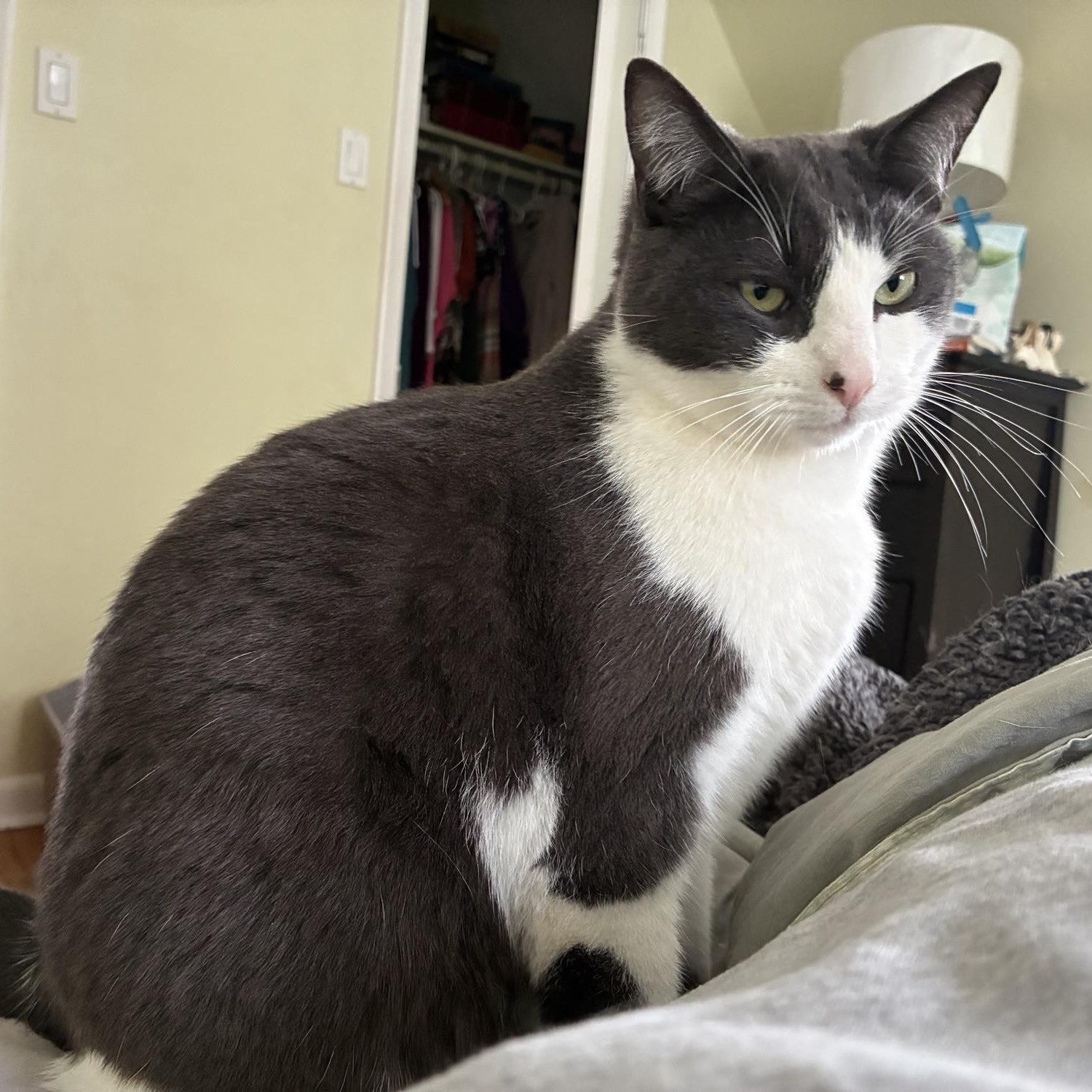 Enlarge Tango, a Adoptable Domestic Short Hair in Ottawa, ON image 2/6