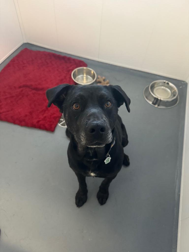 Enlarge Leonidas, a Adoptable mixed breed in Winnipeg, MB image 1/2