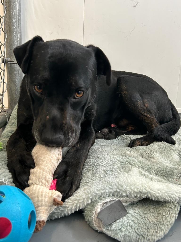 Enlarge Leonidas, a Adoptable mixed breed in Winnipeg, MB image 2/2