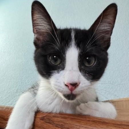 Archie, Adoptable, Kitten Male Domestic Short Hair & Tuxedo.