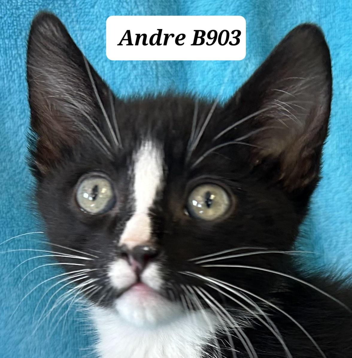 Andre, ADOPTABLE, Kitten Male Domestic Short Hair.